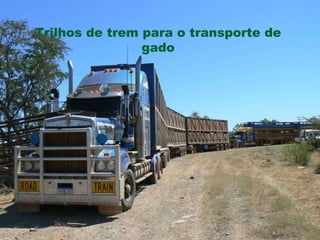 Trilhos de trem para o transporte de gado 
