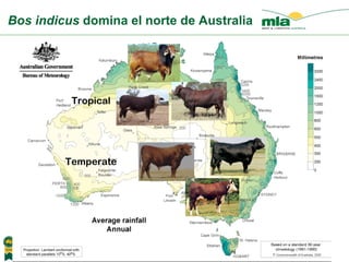 Bos indicus  domina el norte de Australia Tropical Temperate 