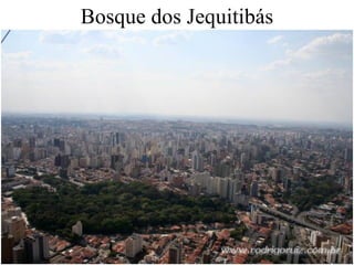 Bosque dos Jequitibás 