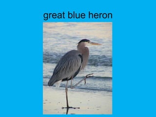 great blue heron
 