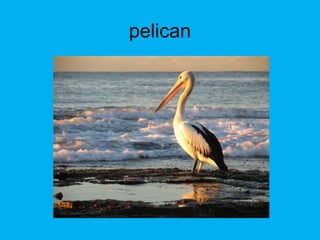 pelican
 