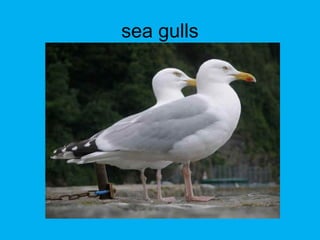 sea gulls
 