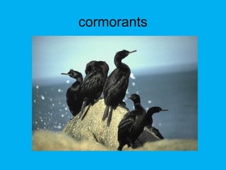 cormorants
 