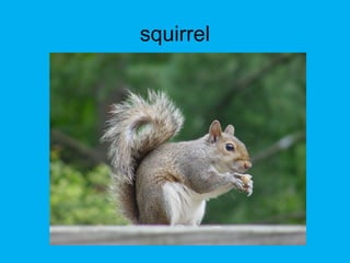 squirrel
 