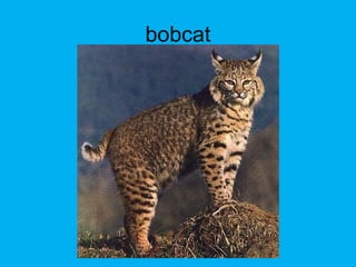 bobcat
 
