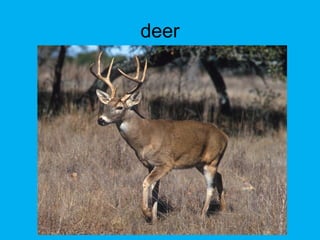 deer
 