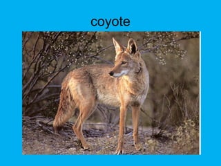 coyote
 