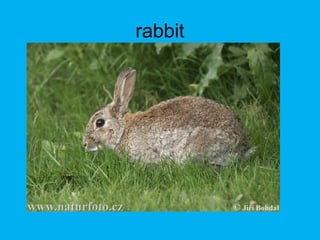 rabbit
 