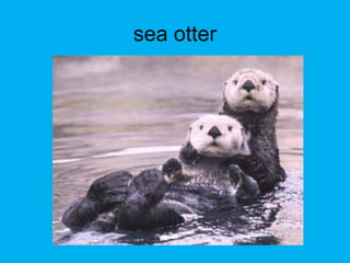 sea otter
 