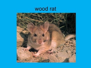 wood rat
 