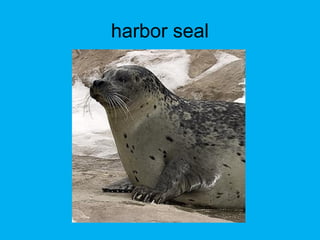 harbor seal
 
