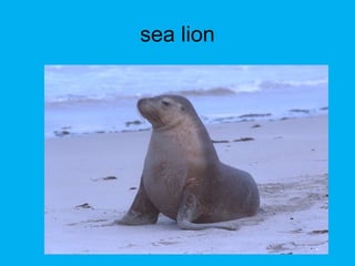 sea lion
 