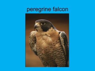 peregrine falcon
 