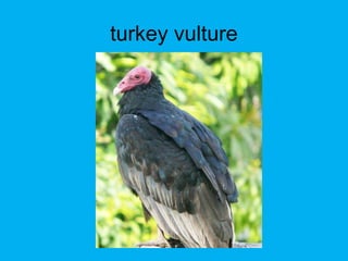turkey vulture
 