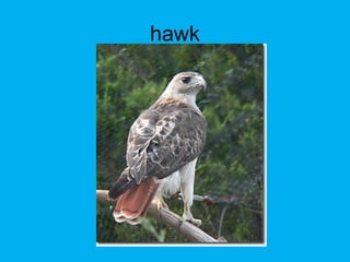 hawk
 