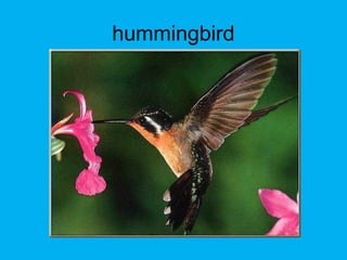 hummingbird
 