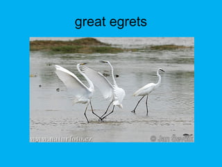 great egrets
 