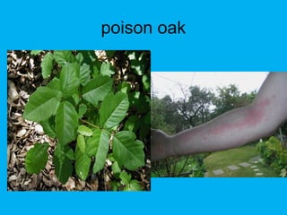 poison oak
 
