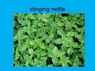stinging nettle
 