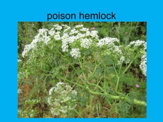 poison hemlock
 