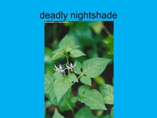 deadly nightshade
 
