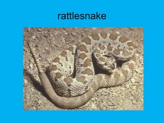 rattlesnake
 