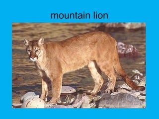 mountain lion
 