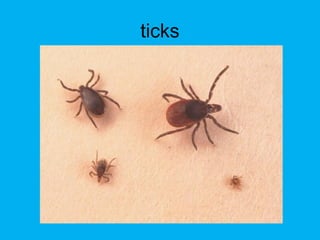 ticks
 