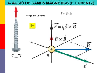 Força de Lorentz
4- ACCIÓ DE CAMPS MAGNÈTICS (F. LORENTZ)
)( BVF xq
→→→
=
 