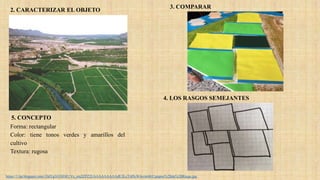 Forma: rectangular
Color: tiene tonos verdes y amarillos del
cultivo
Textura: rugosa
https://1.bp.blogspot.com/-DdYg5G5SDfU/Vs_nm2ZPZ2I/AAAAAAAAAdE/ILcT6PlcW4o/s640/Campos%2Bde%2BRiego.jpg
2. CARACTERIZAR EL OBJETO
3. COMPARAR
4. LOS RASGOS SEMEJANTES
5. CONCEPTO
 