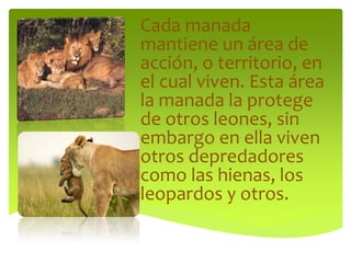 Cada manada
mantiene un área de
acción, o territorio, en
el cual viven. Esta área
la manada la protege
de otros leones, sin
embargo en ella viven
otros depredadores
como las hienas, los
leopardos y otros.
 