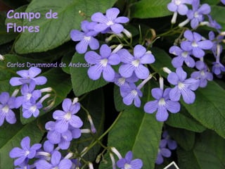 Campo de
Flores


Carlos Drummond de Andrade
 
