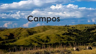 Campos
 