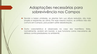 Adaptações necessárias para
sobrevivência nos Campos
 Devido a baixa umidade, as plantas tem sua altura reduzida, são mais
simples e resistentes ao clima. Por esse mesmo motivo, os anfíbios não são
comuns em Campos, pois podem sofrer desidratação.
 Outra característica é observada no caso dos mamíferos. Estes,
normalmente, andam em bando, o que funciona como mecanismo de
defesa contra predadores no ambiente.
 
