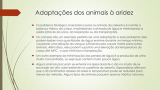 Adaptações dos animais à aridez
 O problema fisiológico mais básico para os animais dos desertos é manter o
balanço hídrico do corpo, maximizando a entrada de água e minimizando a
saída (através da urina, da respiração ou da transpiração).
 Os camelos são um exemplo perfeito de uma adaptação a esse problema: eles
podem beber uma quantidade de água enorme durante um tempo mínimo,
causando uma diluição do sangue suficiente para causar morte para outros
animais. Além disso, eles podem suportar uma elevação da temperatura do
corpo até 44°C , o que minimiza a transpiração.
 Um outro exemplo da minimização das perdas de água é a produção de urina
muito concentrada, ou seja que contém muito pouco água.
 Alguns animais procuram se enterrar na areia durante o dia no intuito de se
esconder do alto calor existente na superfície do deserto. Especialistas afirmam
que a 20 centímetros abaixo da areia a temperatura pode ser reduzida para
menos da metade. Alguns tipos de animais possuem apenas hábitos noturnos.
 