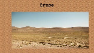 Estepe
 