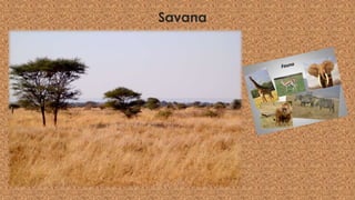 Savana
 