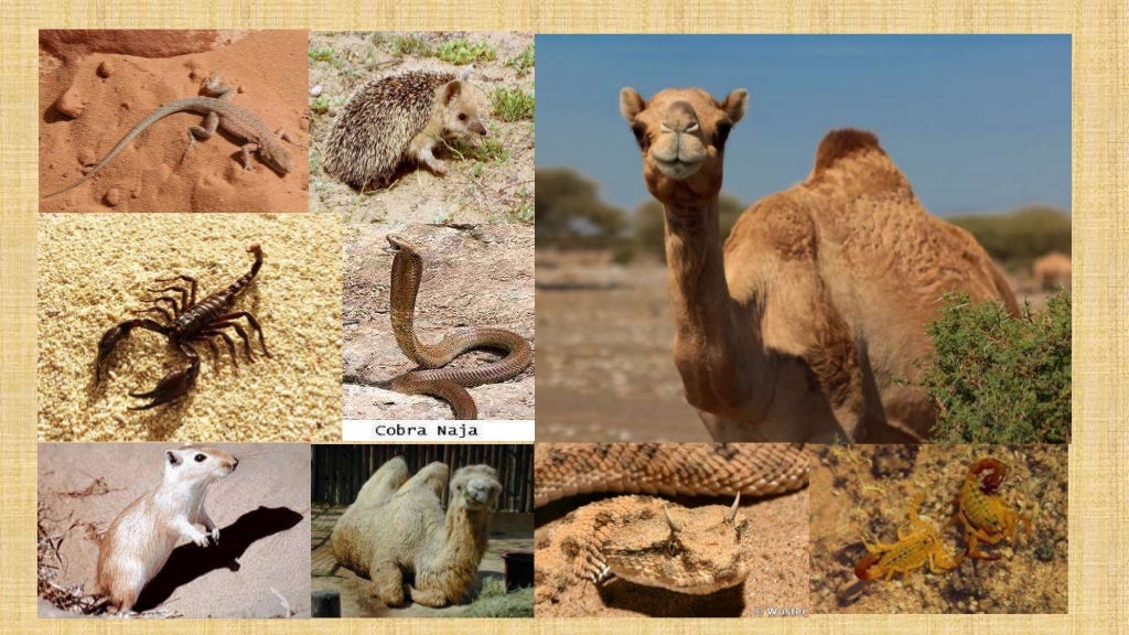 Biomas CAMPOS, CERRADOS e DESERTOS. E + Estepes e Savanas.