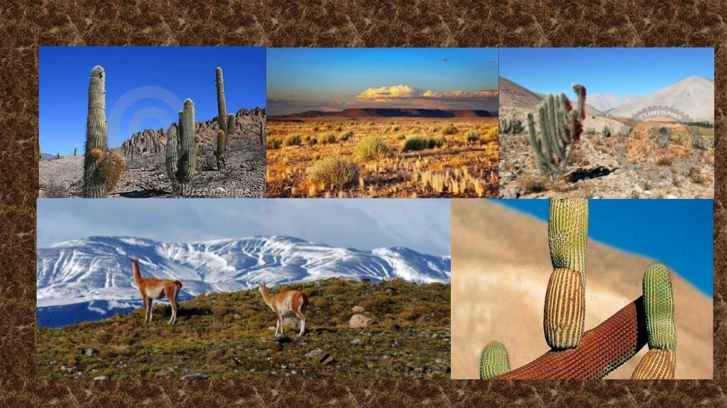 Biomas CAMPOS, CERRADOS e DESERTOS. E + Estepes e Savanas.