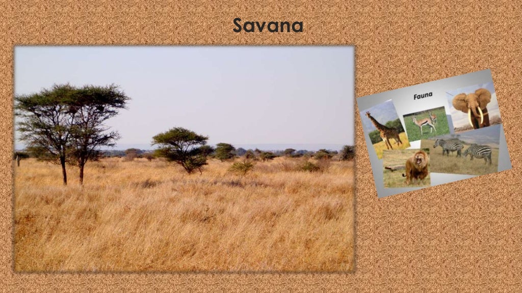 Biomas CAMPOS, CERRADOS e DESERTOS. E + Estepes e Savanas.