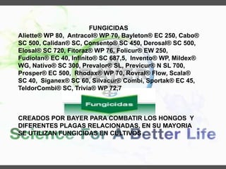 FUNGICIDAS
Aliette® WP 80, Antracol® WP 70, Bayleton® EC 250, Cabo®
SC 500, Calidan® SC, Consento® SC 450, Derosal® SC 500,
Elosal® SC 720, Fitoraz® WP 76, Folicur® EW 250,
Fudiolan® EC 40, Infinito® SC 687,5, Invento® WP, Mildex®
WG, Nativo® SC 300, Prevalor® SL, Previcur® N SL 700,
Prosper® EC 500, Rhodax® WP 70, Rovral® Flow, Scala®
SC 40, Siganex® SC 60, Silvacur® Combi, Sportak® EC 45,
TeldorCombi® SC, Trivia® WP 72,7
CREADOS POR BAYER PARA COMBATIR LOS HONGOS Y
DIFERENTES PLAGAS RELACIONADAS, EN SU MAYORIA
SE UTILIZAN FUNGICIDAS EN CULTIVOS .
 