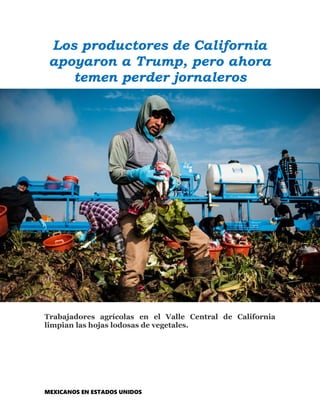 MEXICANOS EN ESTADOS UNIDOS
Los productores de California
apoyaron a Trump, pero ahora
temen perder jornaleros
Trabajadores agrícolas en el Valle Central de California
limpian las hojas lodosas de vegetales.
 