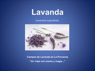 (Lavandula angustifolia)  Campos de Lavanda en La Provenza “ Un viaje con aroma y magia...” Lavanda 