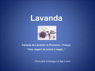 Lavanda Campos de Lavanda na Provence – França. “ Uma viagem de aroma e magia...” Clica para prosseguir e liga o som. 
