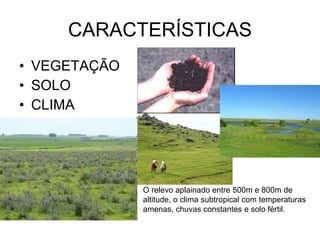 CARACTERÍSTICAS VEGETAÇÃO SOLO CLIMA O relevo aplainado entre 500m e 800m de altitude, o clima subtropical com temperaturas amenas, chuvas constantes e solo fértil. 