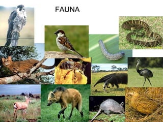 FAUNA 