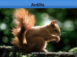 Ardilla.
 
