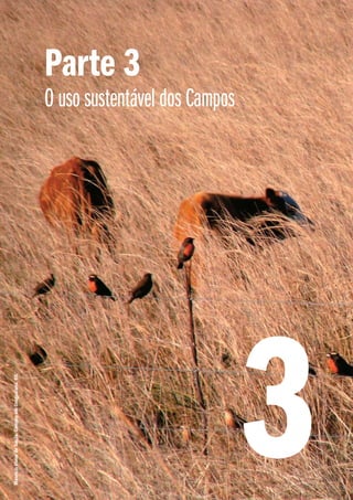 Maurício Vieira de Souza. Campos em Uruguaiana, RS.

Parte 3

O uso sustentável dos Campos

3

 