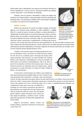 Campos Sulinos | Capítulo 6

pódio muitas vezes é identificado como rizoma em formações africanas ou
mesmo chamados de “woody rootstock”. Há autores também que utilizam
o termo “lignotuber” como sinônimo de xilopódio.
Portanto, antes de apontar a diversidade e função dos órgãos subterrâneos nos Campos Sulinos, será apresentada uma breve descrição dos
principais tipos, com ilustrações, detalhes sobre sua formação ontogênica
e exemplos com espécies dos Campos Sulinos.

Bulbos e cormos
Figura 6.2 Corte longitudinal
Bulbos são estruturas de reserva de origem caulinar, de formato
do bulbo Tunicado da cebola
globoso, com entrenós muito reduzidos. O caule verdadeiro é o prato
(Allium cepa L.). O caule verdadeiro
(Fig. 6.2) a partir do qual se formam as folhas e as raízes adventícias. A
com entrenós muito curtos é o
classificação do bulbo baseia-se na estrutura foliar que confere o formato
prato indicado na figura. Observar
que as túnicas (folhas modificadas
globoso desse, por exemplo, no bulbo tunicado, as estruturas foliares são
para reserva) formam a porção
as túnicas dispostas de modo concêntrico (Fig. 6.2), são mais desenvolglobosa da estrutura.
vidas que o prato, envolvendo-o completamente. As túnicas são ricas em
reservas, com exceção das mais externas que são membranáceas. No caso do bulbo escamoso, também as folhas são mais desenvolvidas que o prato. Diferencia-se do bulbo tunicado por possuir folhas
subterrâneas estreitas modificadas em escamas e dispostas de maneira imbricada, por exemplo, trevo
(Oxalis latifolia Kunth) (Estelita-Teixeira 1977).

O bulbo é uma estrutura típica de plantas geófitas (de acordo com Raunkiaer 1934), que ficam em estado dormente abaixo
do solo até que as condições para a formação da porção aérea
sejam propícias. Está presente em várias famílias nos Campos
Sulinos como Liliaceae e Amaryllidaceae, como por exemplo, em
Habranthus gracilifolius (Amaryllidaceae, Fig. 6.3). Esta espécie foi encontrada com flores três semanas após o fogo, mantendo-se presente na vegetação aérea por alguns dias e depois
retornando ao estado dormente em forma de bulbo (Fidelis &
Blanco, em preparação).
Cormos têm a mesma função que bulbos, pois também poFigura 6.3 Corte longitudinal do bulbo
dem apresentam gemas protegidas abaixo do solo. Consiste de um
Tunicado de Habranthus gracilifolius.
caule principal muito espessado e contraído, cujo eixo principal é
vertical. No ápice apresenta uma gema apical, da qual caules aéreos com folhas e flores são produzidos (no verão) e possui raízes adventícias anuais que se desenvolvem apenas na porção basal do
cormo. Em espécies de Crocus e Gladiolus (Fig. 6.4) o cormo é consideravelmente achatado, seu
comprimento sendo mais curto que seu diâmetro; é
revestido por uma túnica proveniente das bases foliares fibrosas, que surgem dos nós que formam uma
série de círculos ao redor do cormo. Nos nós existem
gemas axilares a partir das quais novos cormos podem surgir. Na plântula, o primeiro cormo é produzido pelo espessamento do hipocótilo (Appezzato-daGlória 2003).
Hypoxis decumbens, espécie comum nos
Campos Sulinos, apresenta estrutura de reserva tipo
cormo (Fig. 6.5).

Figura 6.4 À direita observa-se o corte longitudinal do
cormo do gladíolo (Gladiolus sp.) mostrado à direita. O caule
verdadeiro com entrenós muito curtos é o prato e forma a
porção globosa da estrutura.

91

 