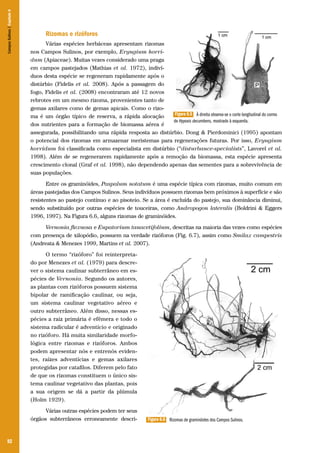 Campos Sulinos | Capítulo 6

Rizomas e rizóforos
Várias espécies herbáceas apresentam rizomas
nos Campos Sulinos, por exemplo, Eryngium horridum (Apiaceae). Muitas vezes considerado uma praga
em campos pastejados (Mathias et al. 1972), indivíduos desta espécie se regeneram rapidamente após o
distúrbio (Fidelis et al. 2008). Após a passagem do
fogo, Fidelis et al. (2008) encontraram até 12 novos
rebrotes em um mesmo rizoma, provenientes tanto de
gemas axilares como de gemas apicais. Como o rizoFigura 6.5 À direita observa-se o corte longitudinal do cormo
ma é um órgão típico de reserva, a rápida alocação
de Hypoxis decumbens, mostrado à esquerda.
dos nutrientes para a formação de biomassa aérea é
assegurada, possibilitando uma rápida resposta ao distúrbio. Dong & Pierdominici (1995) apontam
o potencial dos rizomas em armazenar meristemas para regenerações futuras. Por isso, Eryngium
horridum foi classificada como especialista em distúrbio (“disturbance-specialists”, Lavorel et al.
1998). Além de se regenerarem rapidamente após a remoção da biomassa, esta espécie apresenta
crescimento clonal (Graf et al. 1998), não dependendo apenas das sementes para a sobrevivência de
suas populações.
Entre os graminóides, Paspalum notatum é uma espécie típica com rizomas, muito comum em
áreas pastejadas dos Campos Sulinos. Seus indivíduos possuem rizomas bem próximos à superfície e são
resistentes ao pastejo contínuo e ao pisoteio. Se a área é excluída do pastejo, sua dominância diminui,
sendo substituído por outras espécies de touceiras, como Andropogon lateralis (Boldrini & Eggers
1996, 1997). Na Figura 6.6, alguns rizomas de graminóides.
Vernonia flexuosa e Eupatorium tanacetifolium, descritas na maioria das vezes como espécies
com presença de xilopódio, possuem na verdade rizóforos (Fig. 6.7), assim como Smilax campestris
(Andreata & Menezes 1999, Martins et al. 2007).
O termo “rizóforo” foi reinterpretado por Menezes et al. (1979) para descrever o sistema caulinar subterrâneo em espécies de Vernonia. Segundo os autores,
as plantas com rizóforos possuem sistema
bipolar de ramificação caulinar, ou seja,
um sistema caulinar vegetativo aéreo e
outro subterrâneo. Além disso, nessas espécies a raiz primária é efêmera e todo o
sistema radicular é adventício e originado
no rizóforo. Há muita similaridade morfológica entre rizomas e rizóforos. Ambos
podem apresentar nós e entrenós evidentes, raízes adventícias e gemas axilares
protegidas por catafilos. Diferem pelo fato
de que os rizomas constituem o único sistema caulinar vegetativo das plantas, pois
a sua origem se dá a partir da plúmula
(Holm 1929).
Várias outras espécies podem ter seus
órgãos subterrâneos erroneamente descri-

92

Figura 6.6 Rizomas de graminóides dos Campos Sulinos.

 